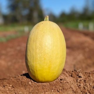 Pinnacle Spaghetti Squash Thumbnail